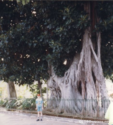 Postcard tree
