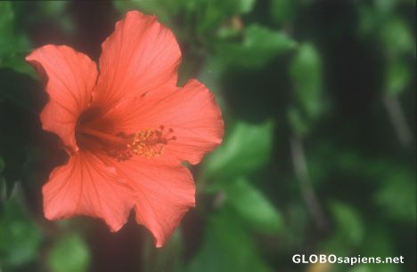 Postcard Hibiscus