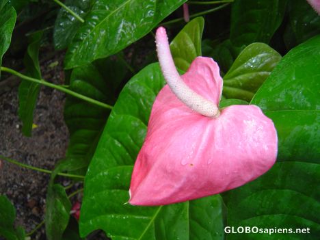 Postcard A Rain Forest Flower