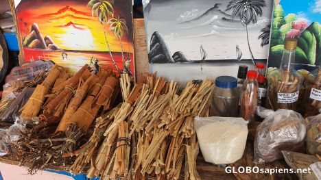 Postcard Cinnamon bark