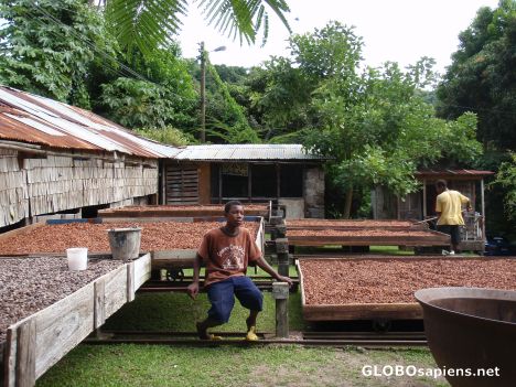 Postcard Cocao Drying sheds, St. Lucia