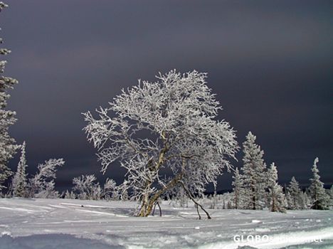 Postcard Baum