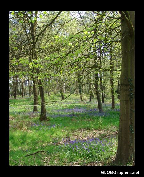 Postcard Springtime in England
