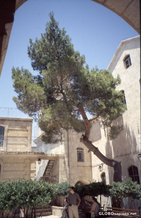 Postcard Inside the Convent of Our Lady in Sayid Naya