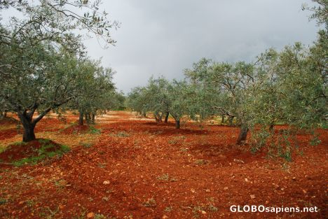 Postcard Plantation