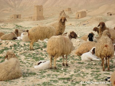 Postcard Sheep