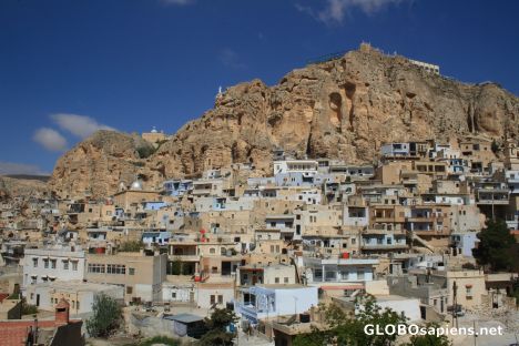 Blueish Ma'alula