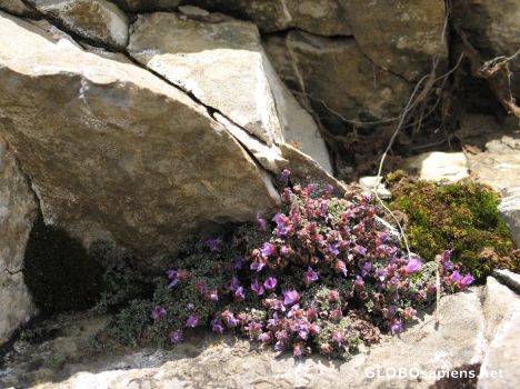 Postcard Flowers on Stones