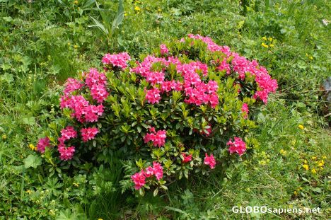 Postcard Alpine roses