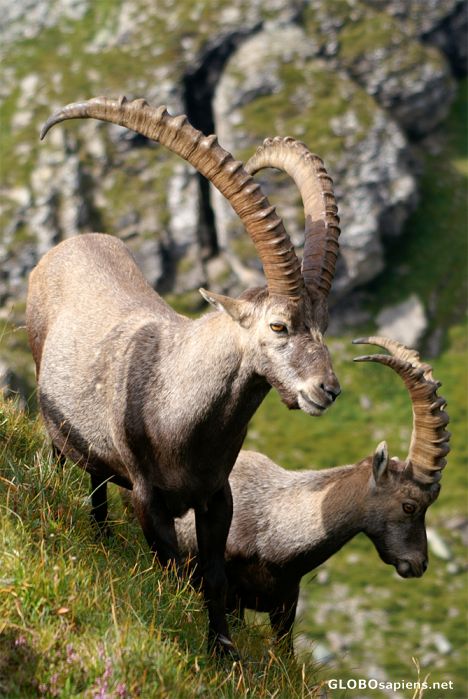 Postcard Ibexes on the Gemmenalphorn