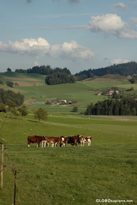 Postcard typical Emmental