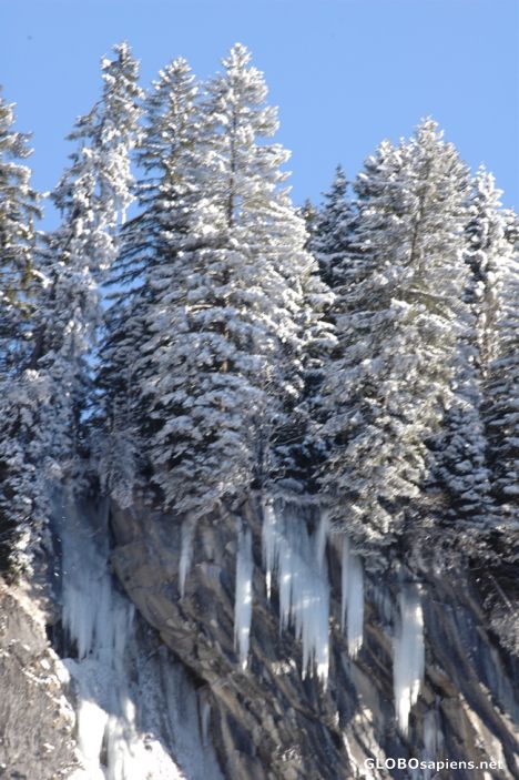 Postcard Icicle roots