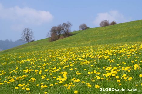 Postcard Springtime in Wiler