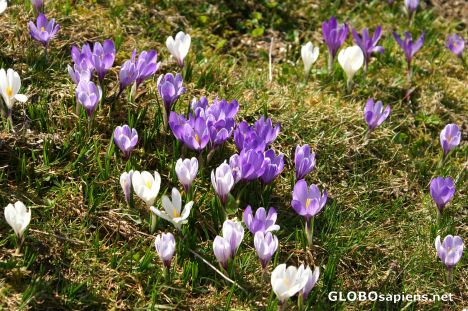 Postcard Wild crocuses
