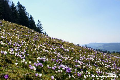 Postcard Wild crocus fields on Rämisgummen