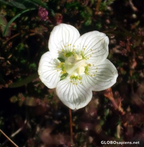 Postcard White star in shaddow