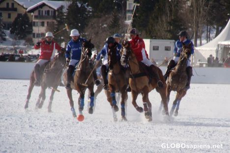 Postcard Polo on Snow