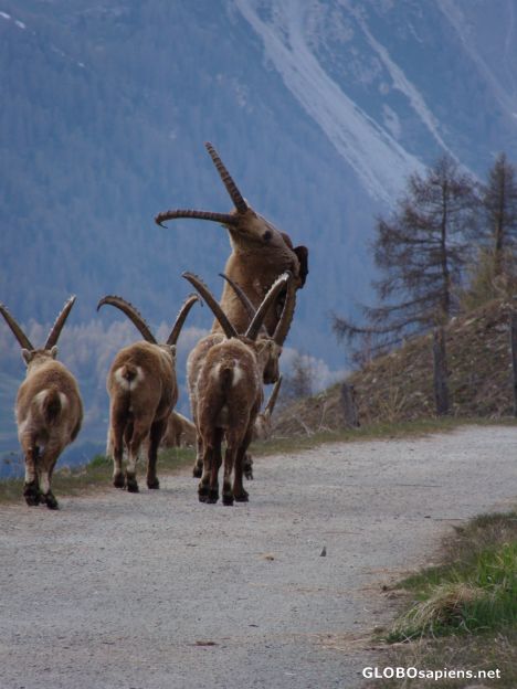Postcard Ibexes right above the village