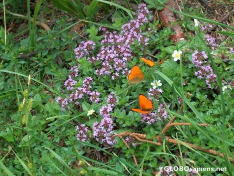 Postcard Butterflies (in Valley Mággia)