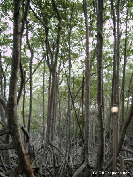 Postcard The Swamp