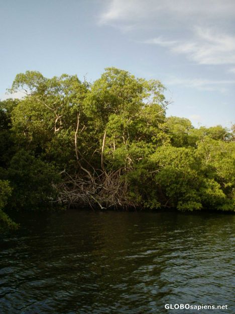 Postcard Swamp
