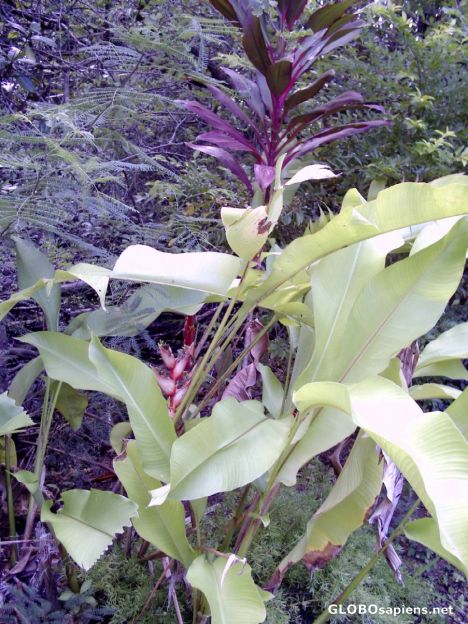 Postcard The Balisier Flower