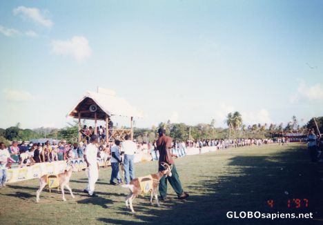 Goat Race