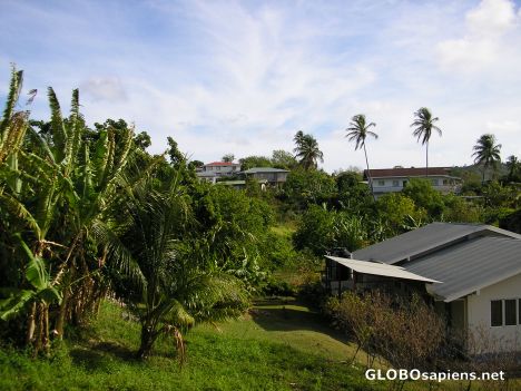 Postcard Banana trees