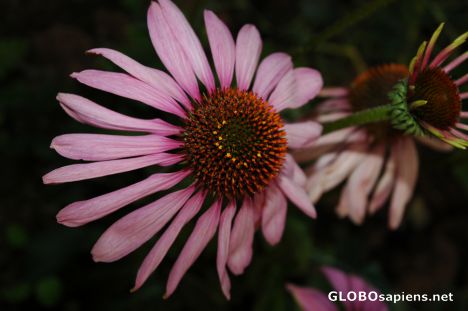 Postcard Beautiful flower at Doi Ang Khang