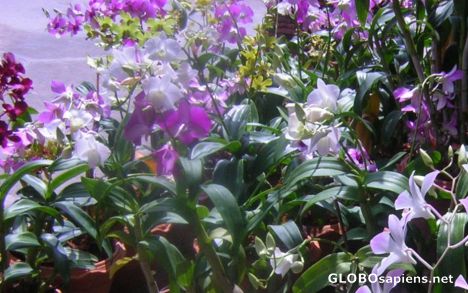 Postcard nice orchids