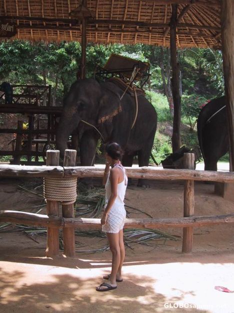Postcard Elephant riding