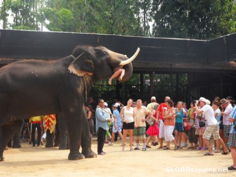 Postcard the elephant