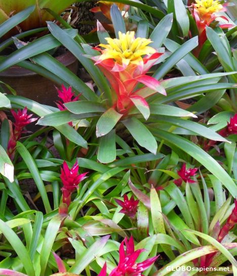 Postcard kind of  Thai flower