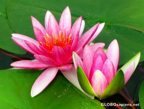 Postcard water lilies somewhere in Chiang Mai