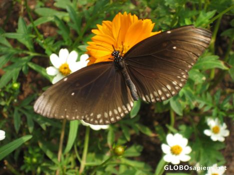 Postcard Orchid Farm - Butterfly enclosure