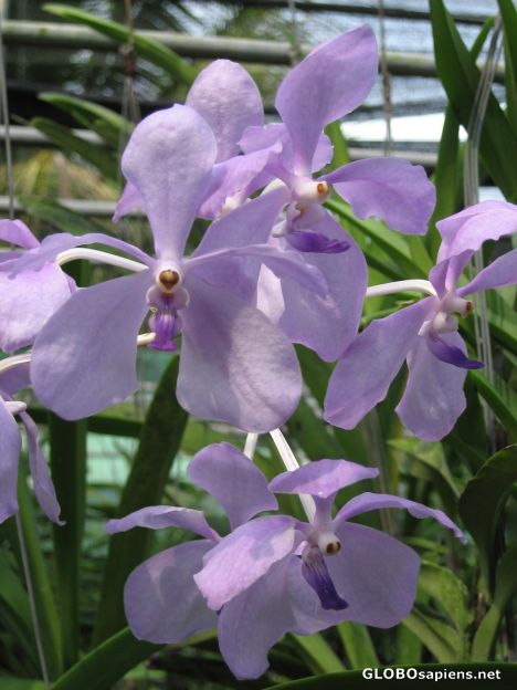 Postcard Sai Nam Phung Orchid Farm