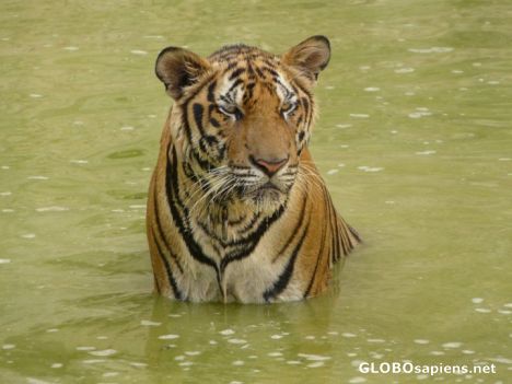 Postcard Tiger in Kanchanaburi, Thailand.