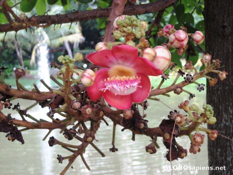 Postcard Flower of the Bodi Tree - Connected to Buddha
