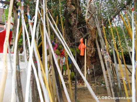 Postcard Wat Phra Kaeo Don Tao - New Years Tree Supports