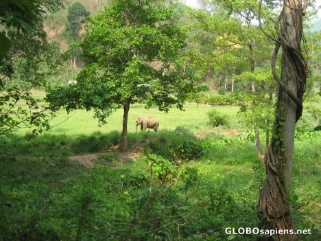 Postcard Ban Luammit Elephant Preserve