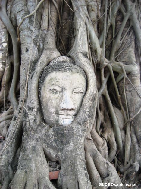 Postcard Budda head within tree roots