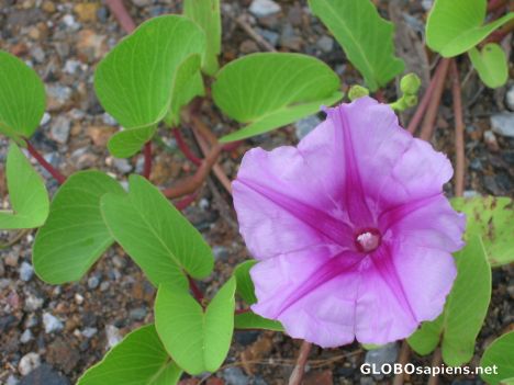 Postcard morning glory
