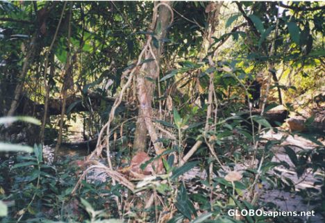 Postcard Chiang Mai jungle.