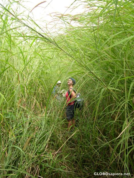 Postcard Tall Grass
