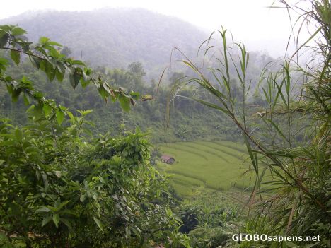 Postcard Rice Growing in the Rainforest