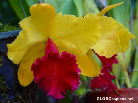 Postcard Yellow Orchids