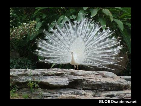 Postcard King of bird
