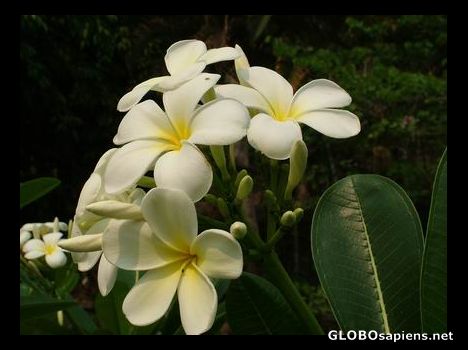 Postcard Beautiful smell