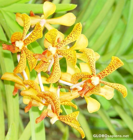 Postcard Orchids