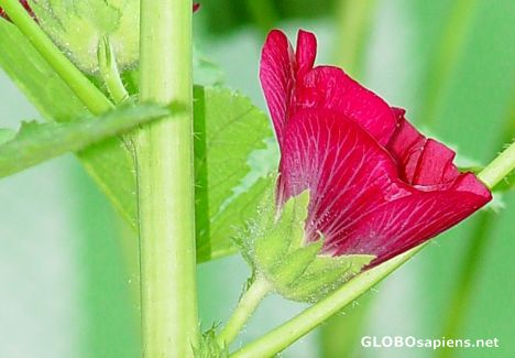 Postcard Just Flower